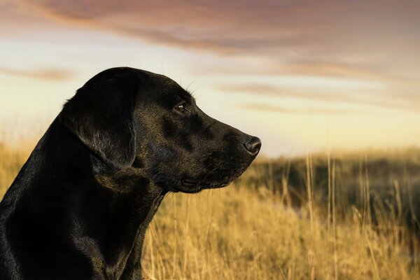 Chien noir regarde de côté