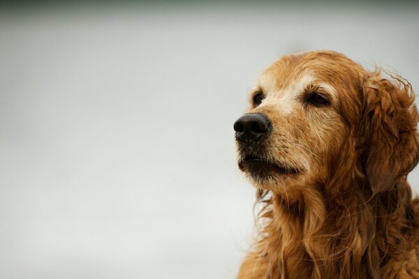 Retriever sobre fondo blanco