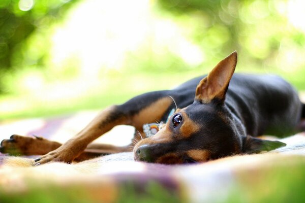 Hund zu Untoten unter der Sonne