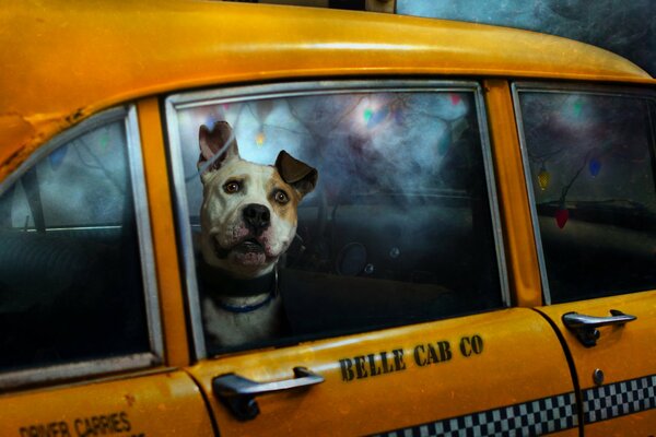 Perro encerrado en un taxi