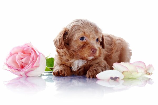 Lindo cachorro con flores