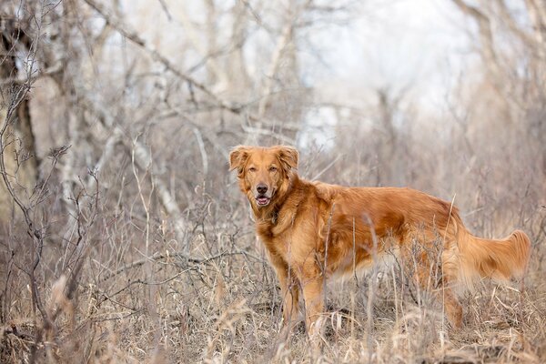 Jagdhund erster Helfer bei der Jagd