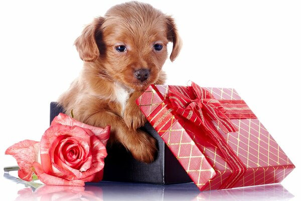 The puppy is sitting in a gift box