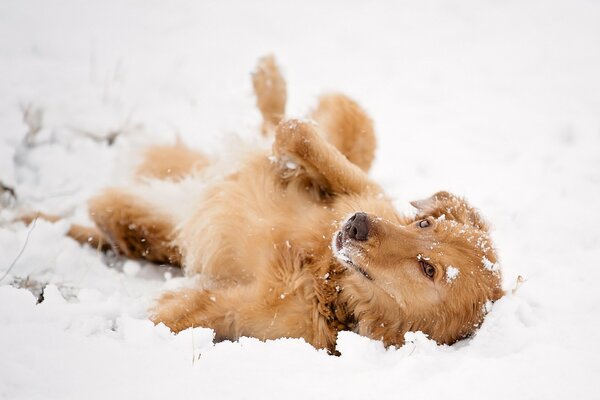 Joyful dog bathes in the snow