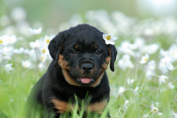 Ein kleiner Rottweiler Welpe mit einer Blume im Ohr sitzt auf einer Lichtung