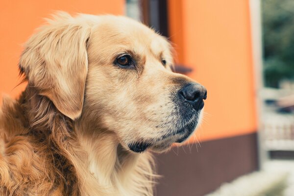 Golden Retriever looks thoughtfully into the distance