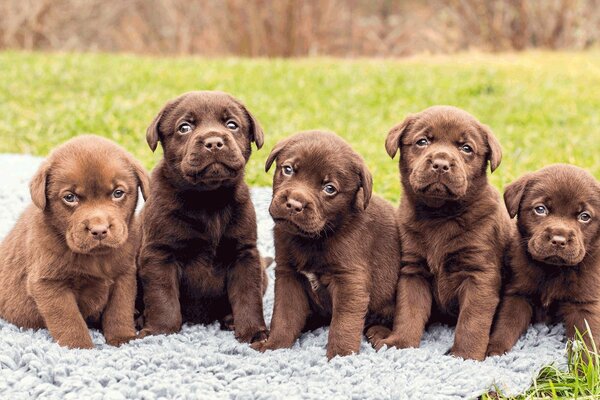 Cinco cachorros de Labrador sentados en un claro