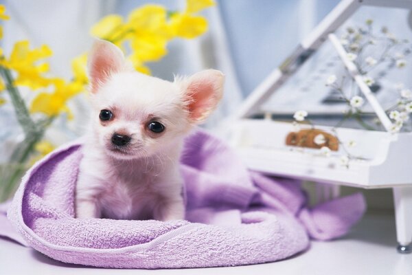 Pequeño cachorro acostado en una toalla púrpura