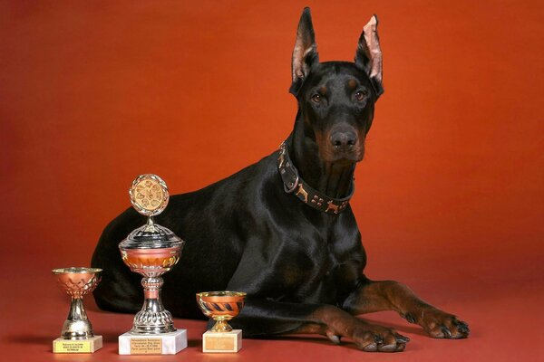 Perro Doberman tazas fondo rojo