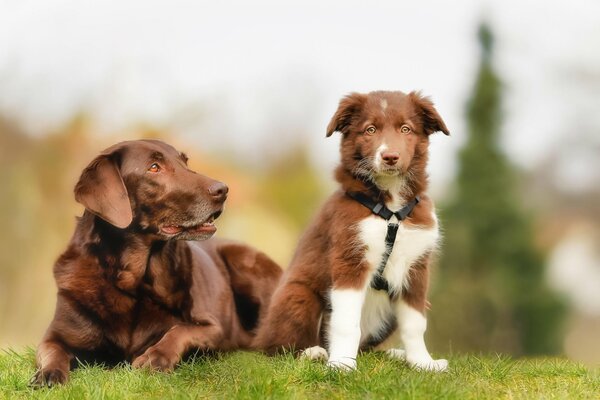 Breed dogs on the grass