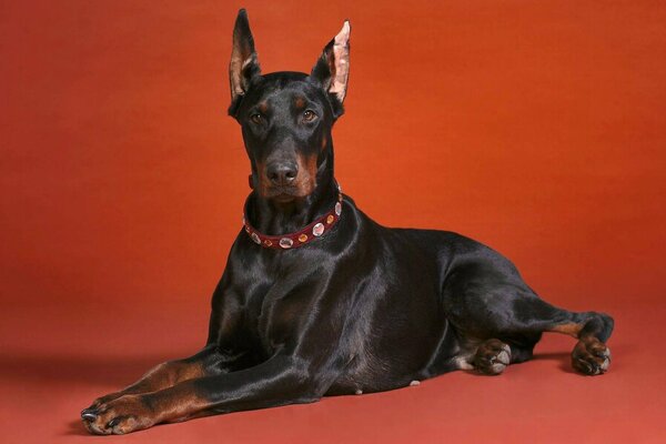 A black Doberman lies on a red background