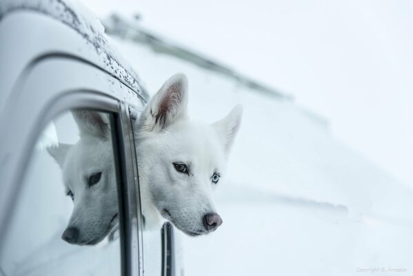 Ein Blick auf den Wodka Hund Albino