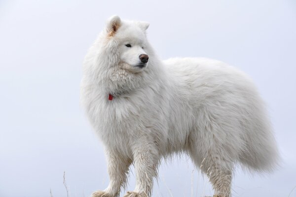 Samoyedo esponjoso blanco sobre fondo blanco