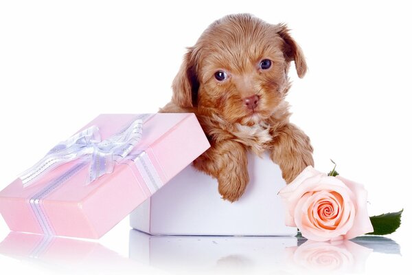 Chien dans une boîte cadeau avec des fleurs