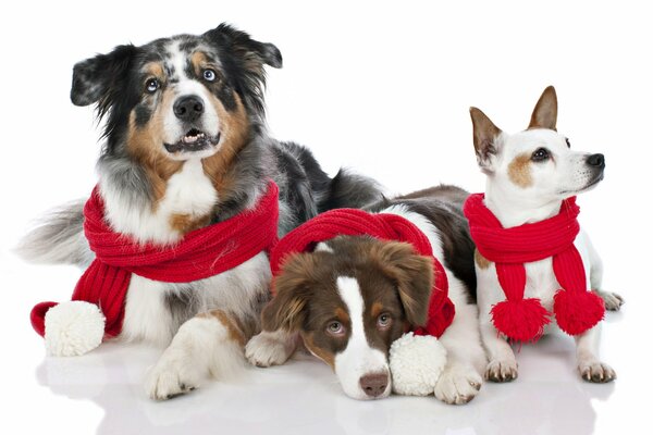 Three dogs with red holiday scarves