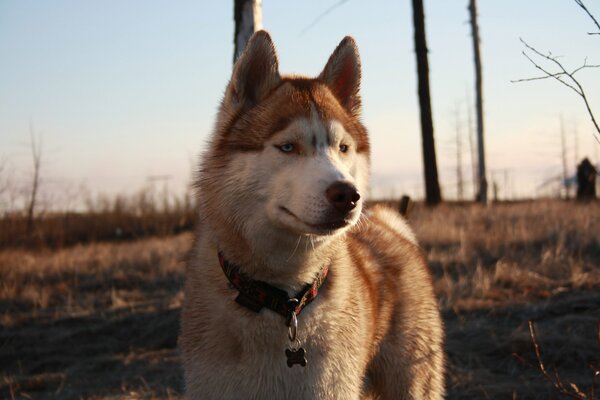 Husky walking through the expanses of the tundra