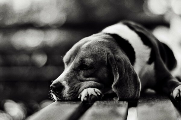 Chien triste se trouve sur un banc