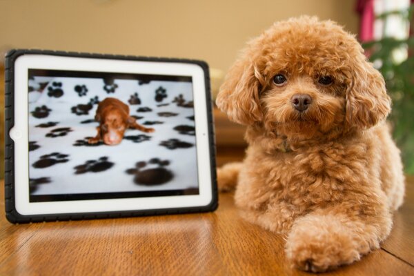 Kleiner lockiger redhead doggy mit tablet