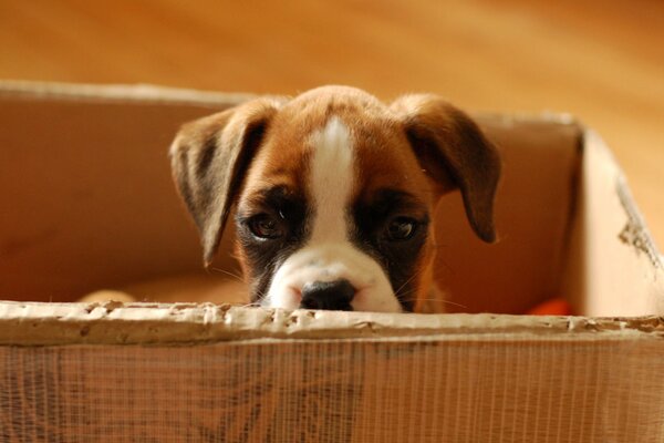 The puppy is sitting in a cardboard box