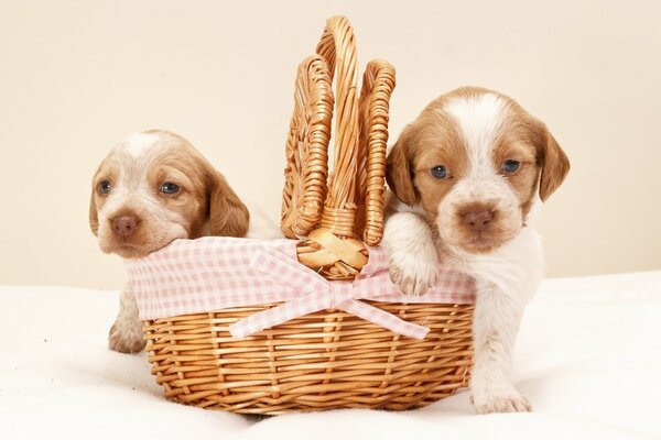 Due cuccioli seduti in un cestino