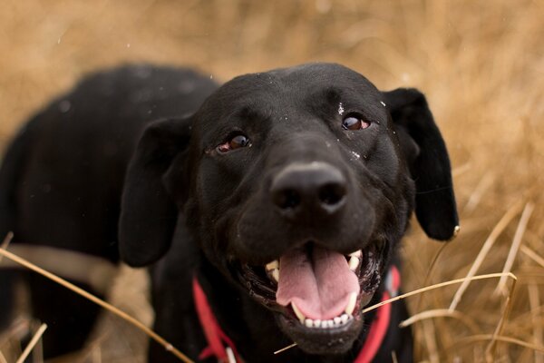 Großer schwarzer Hund inmitten eines Feldes