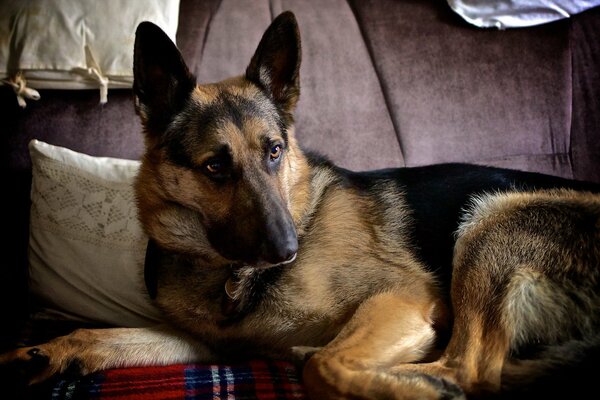 The dog is lying on the sofa and looks to the right