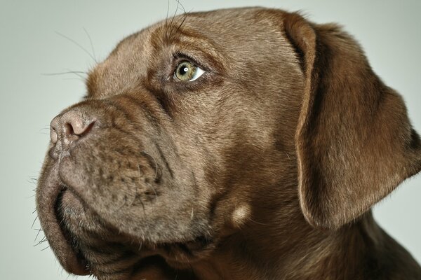 Closeup portrait de chien