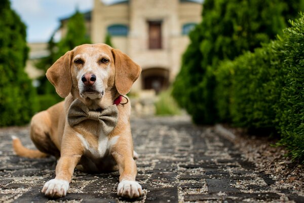 A companionable dog with a butterfly collar