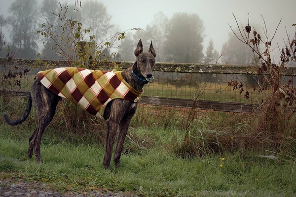 Chiens et chasse automne