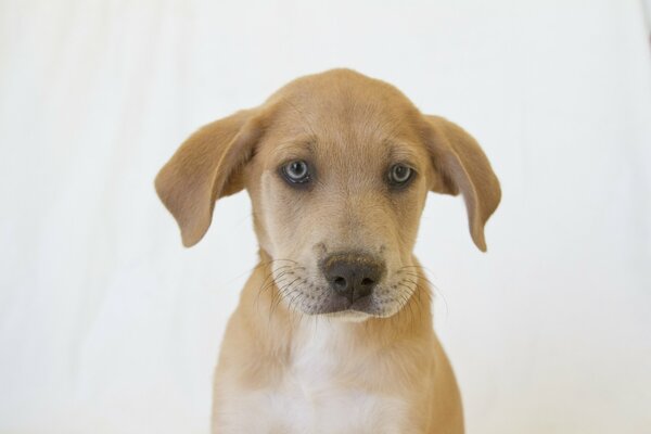 Light brown dog on a white background