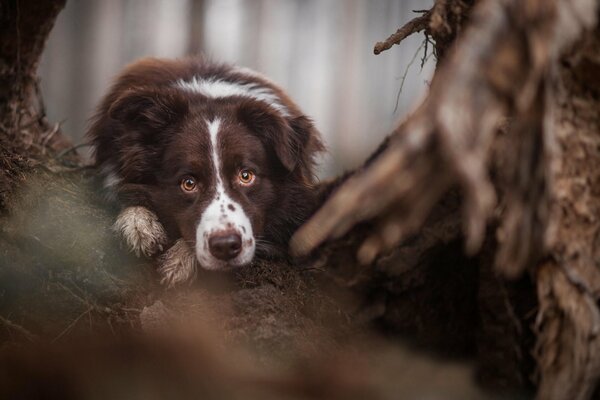 Der Hund liegt im Wald