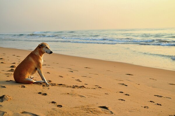 Hund am Strand, schaut auf die Wellen