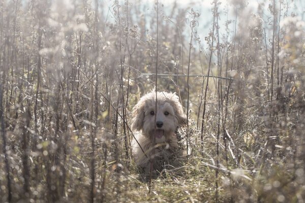 A fluffy dog is sitting in the grass