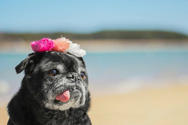 The dog stuck out his tongue, flowers on his head