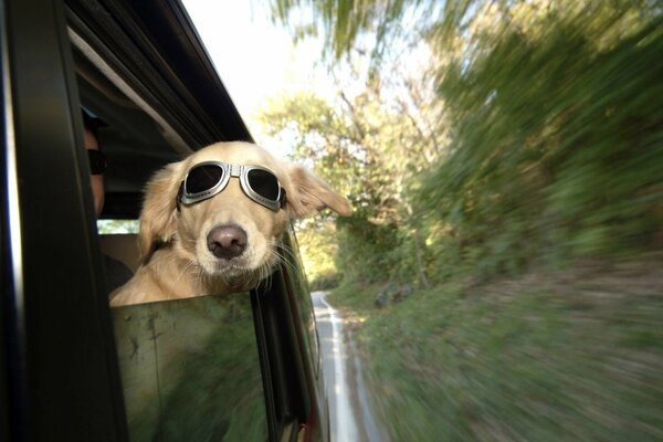 Hund mit Brille im Zug, im Wind