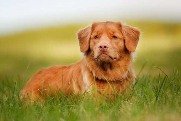 Red retriever looks into the distance