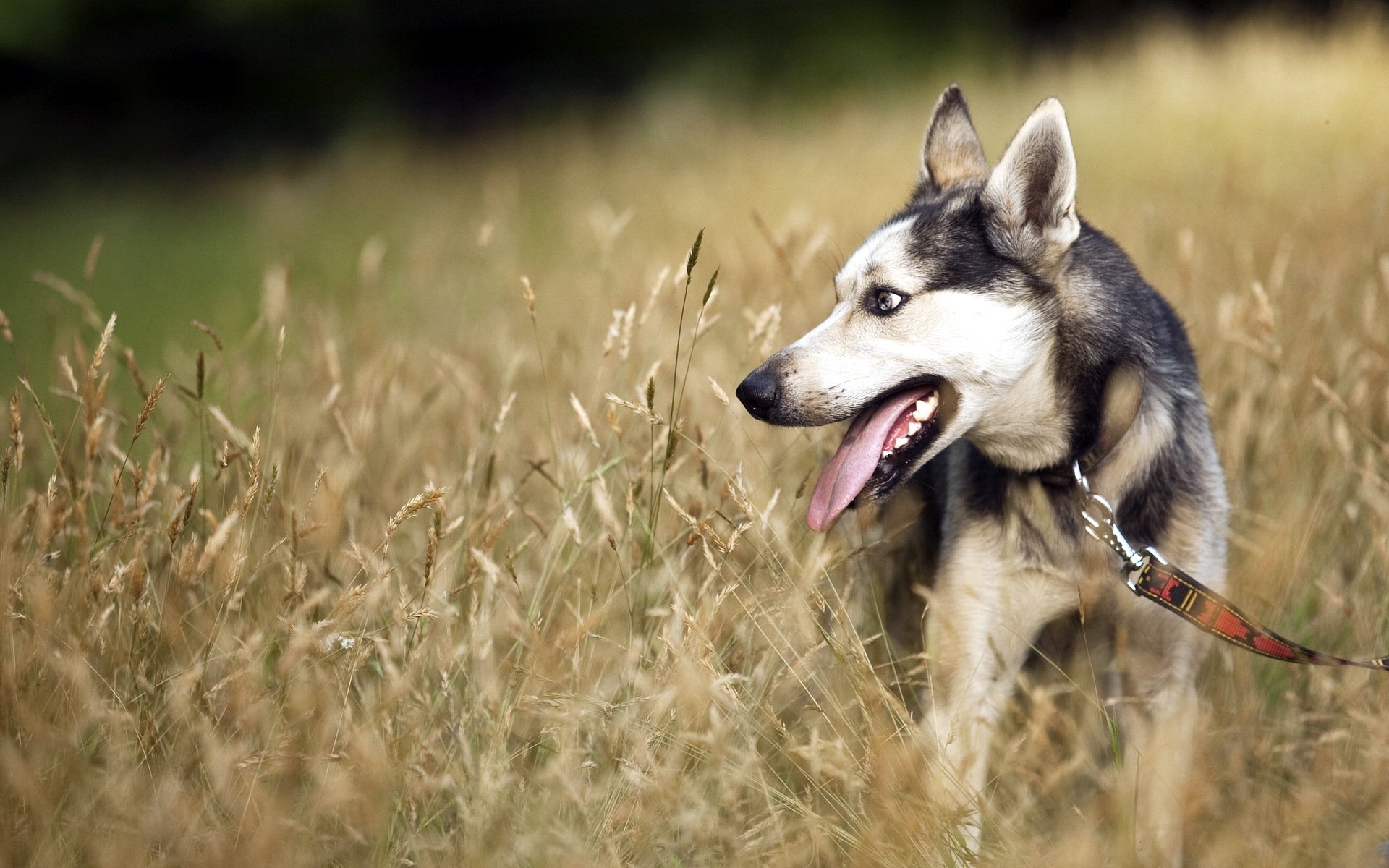 hund freund feld