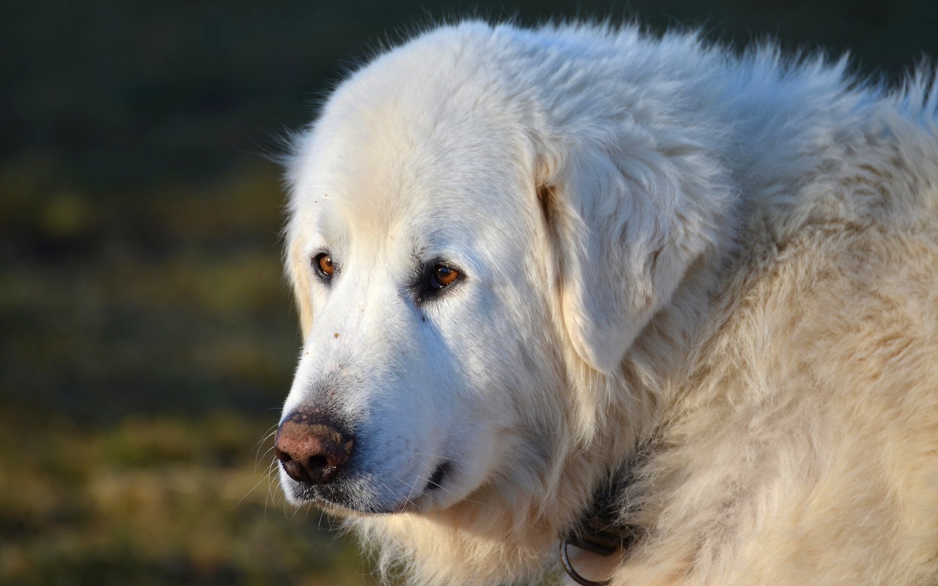 perro mirada amigo