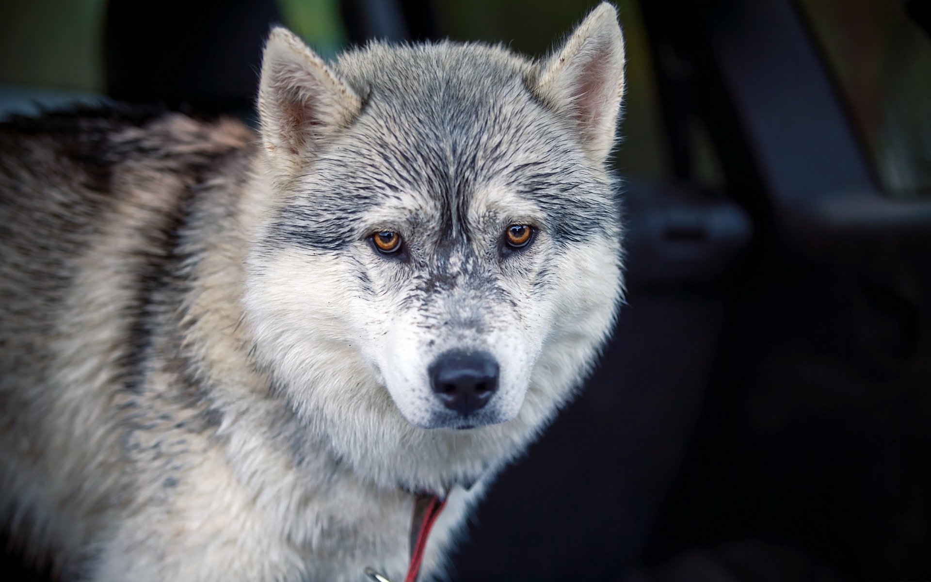 perro mirada amigo