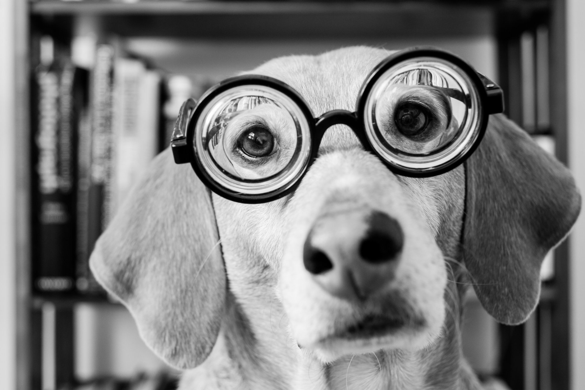 hund blick brille schnauze schwarz und weiß