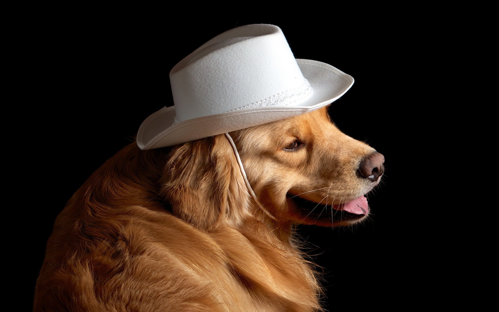 chien ami chapeau