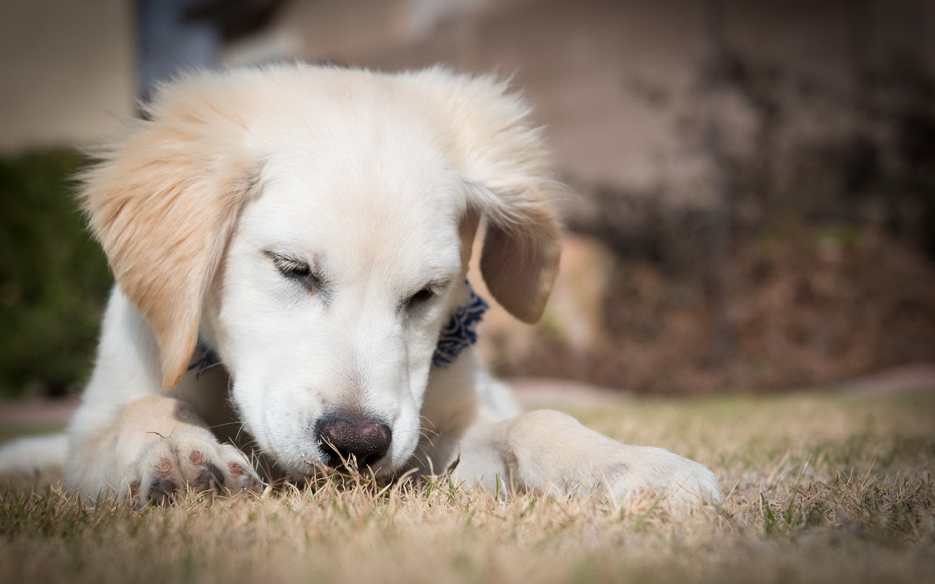 perro cachorro retriever