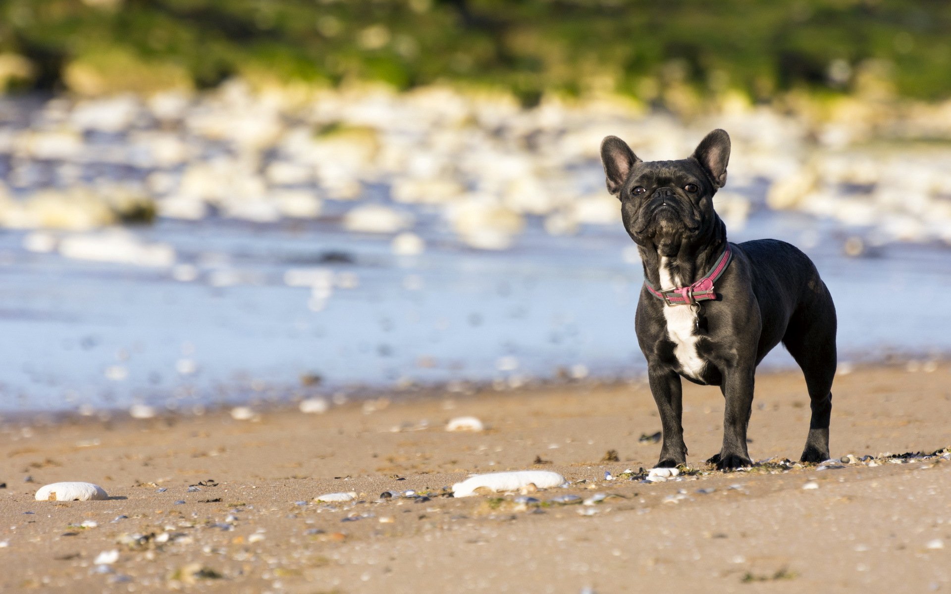 bouledogue français chien ami