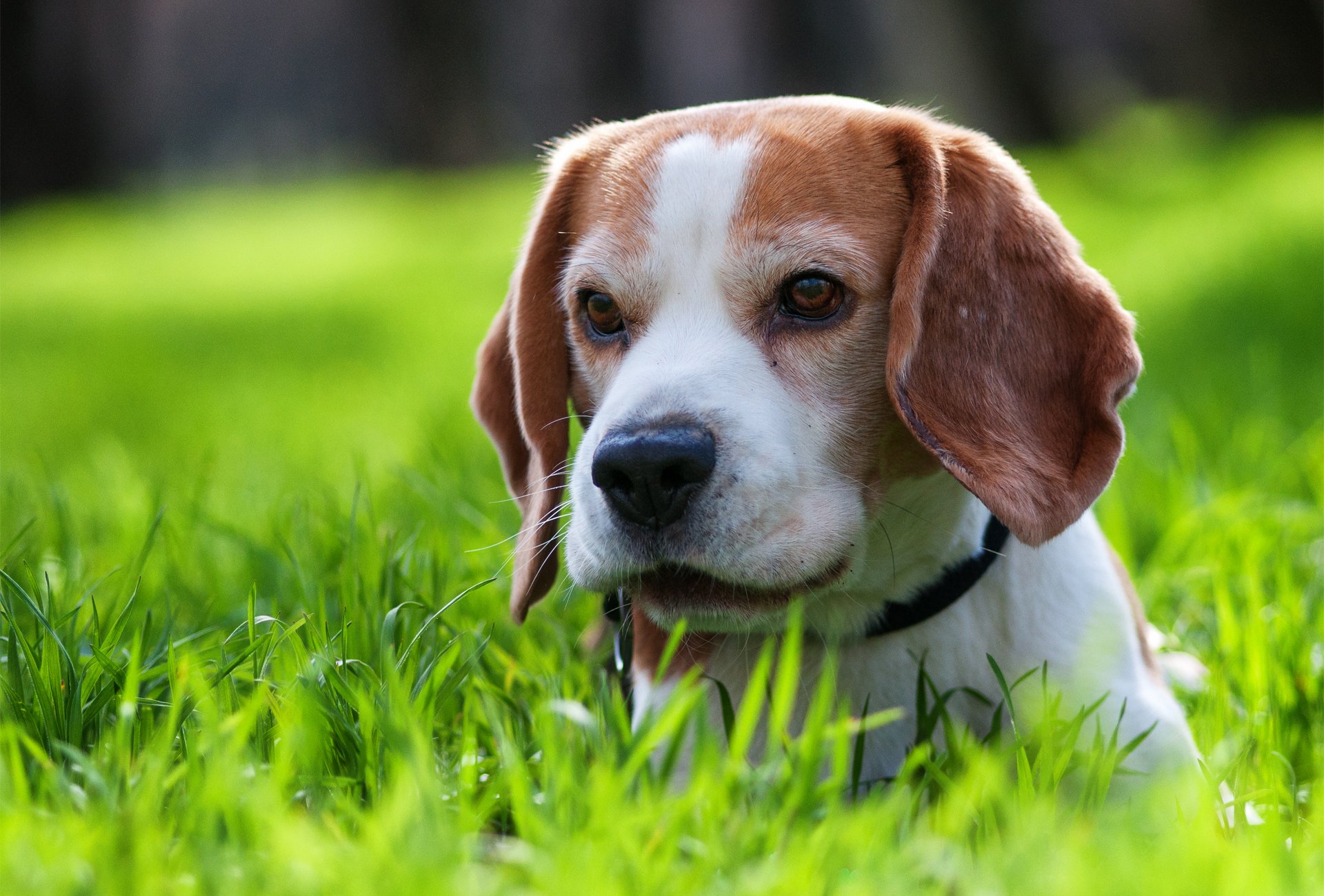 dog puppy grass walk