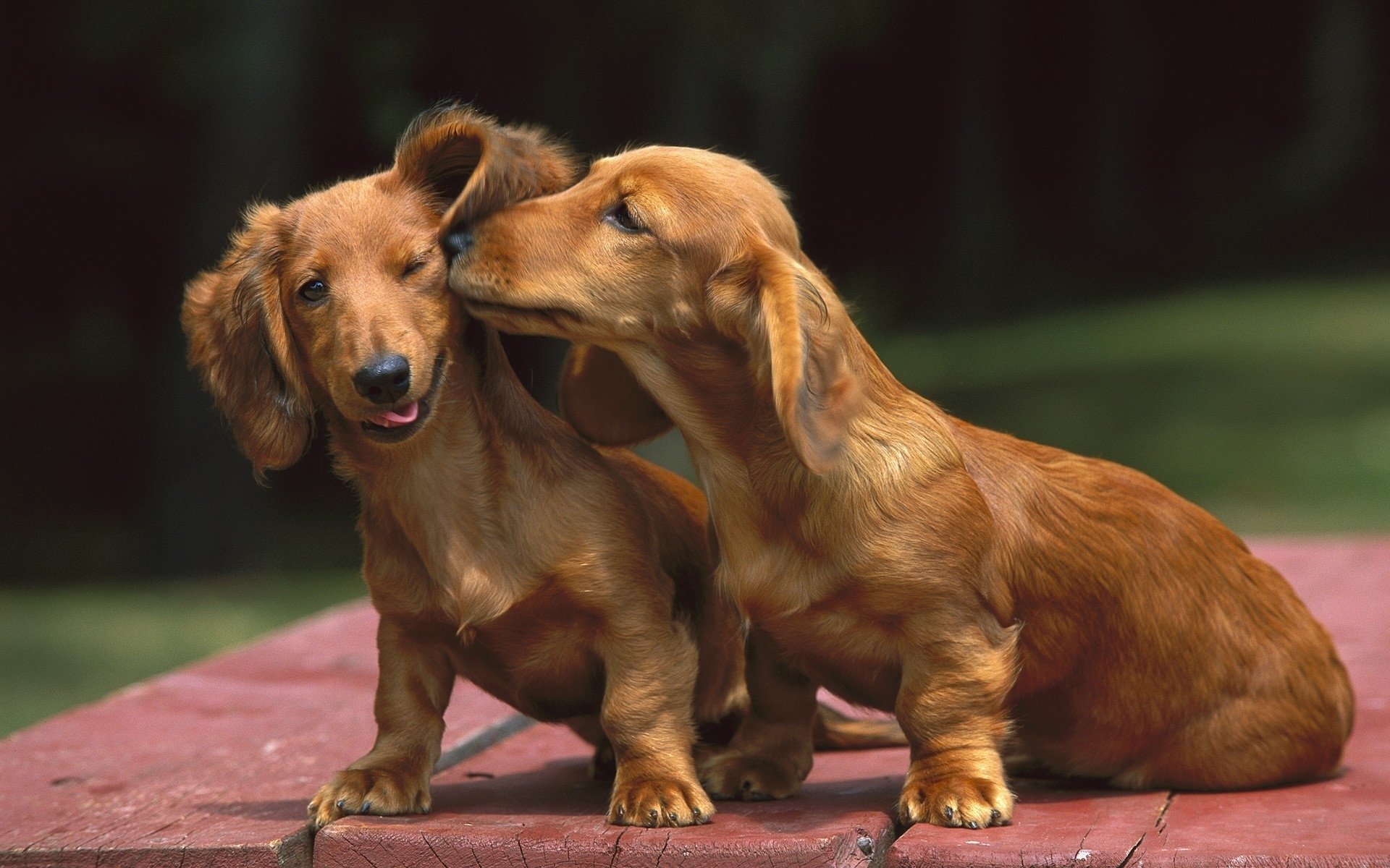 teckel chiens baiser