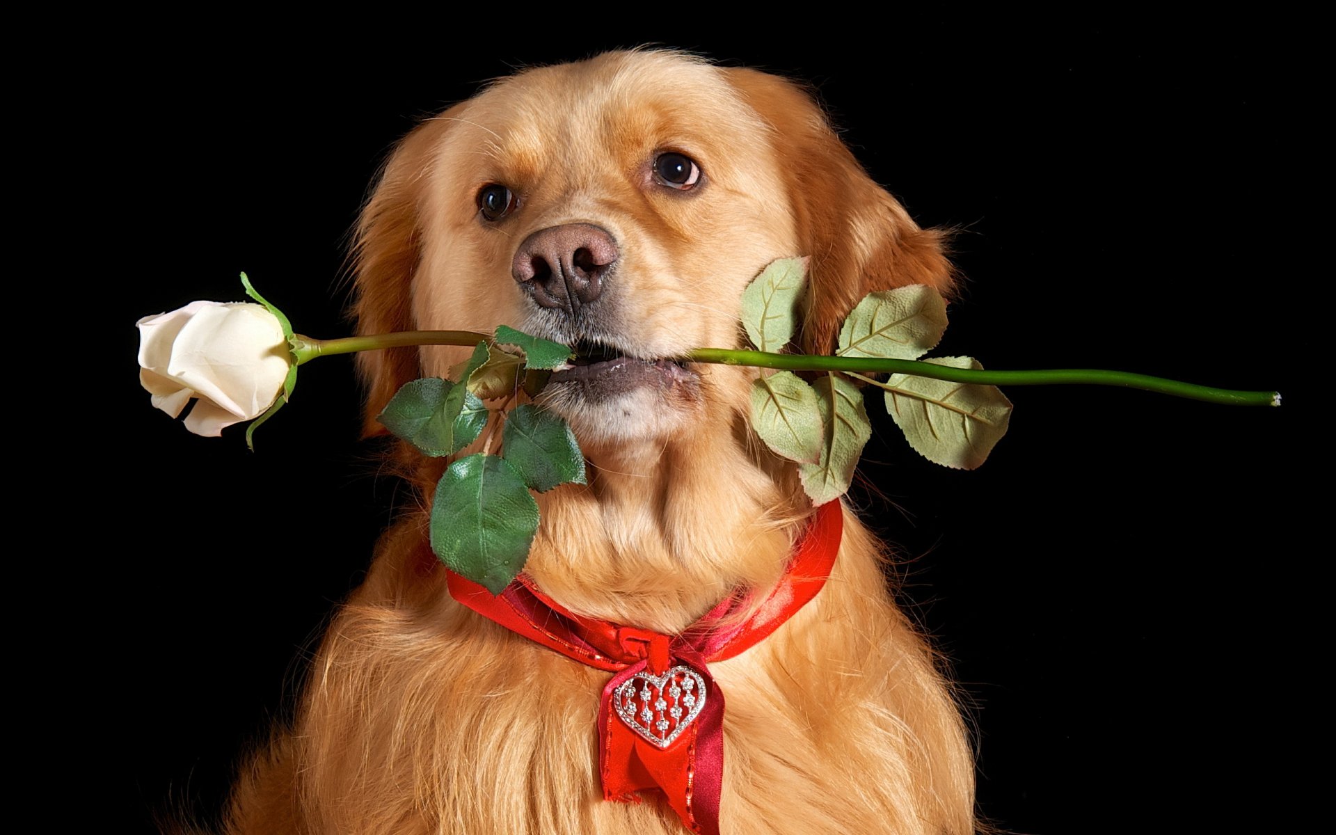 perro mirada amigo rosa