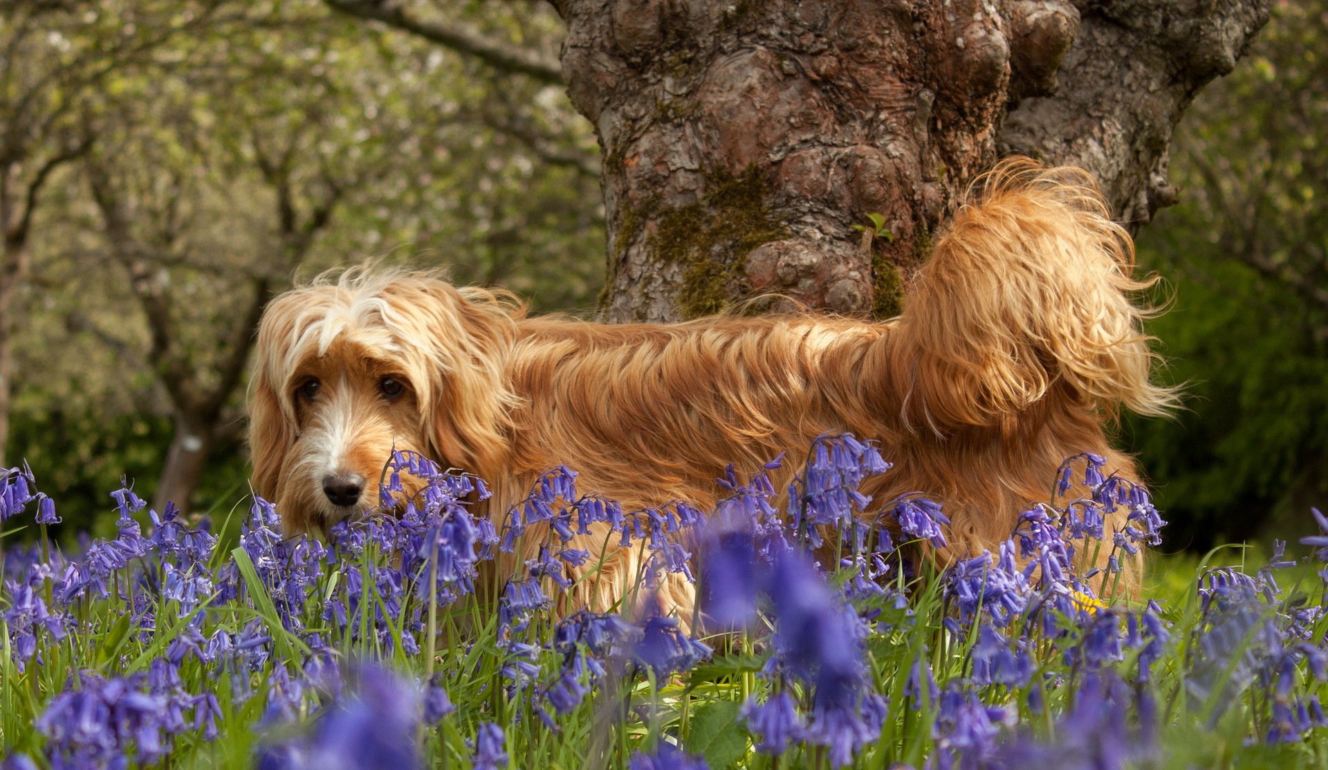 perro flores naturaleza