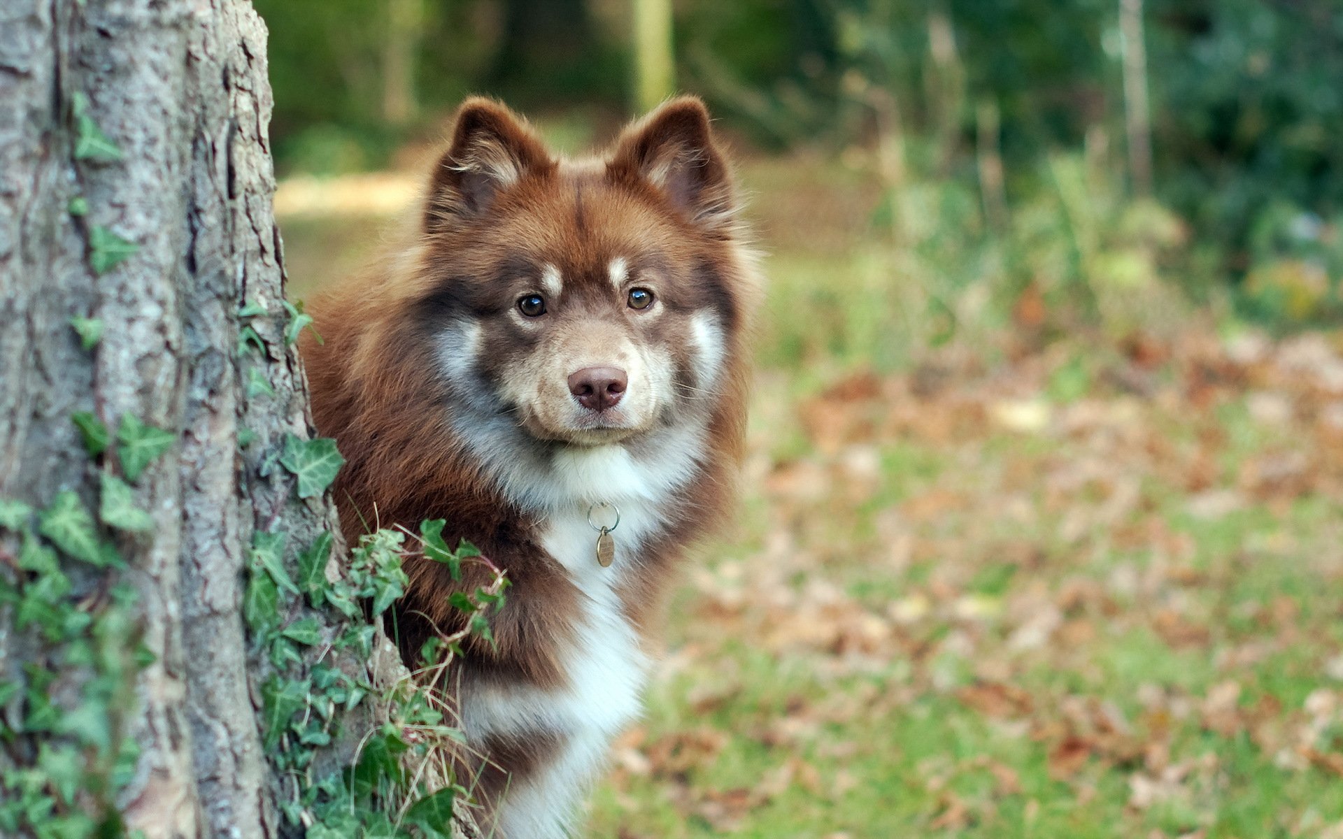 chien regard ami