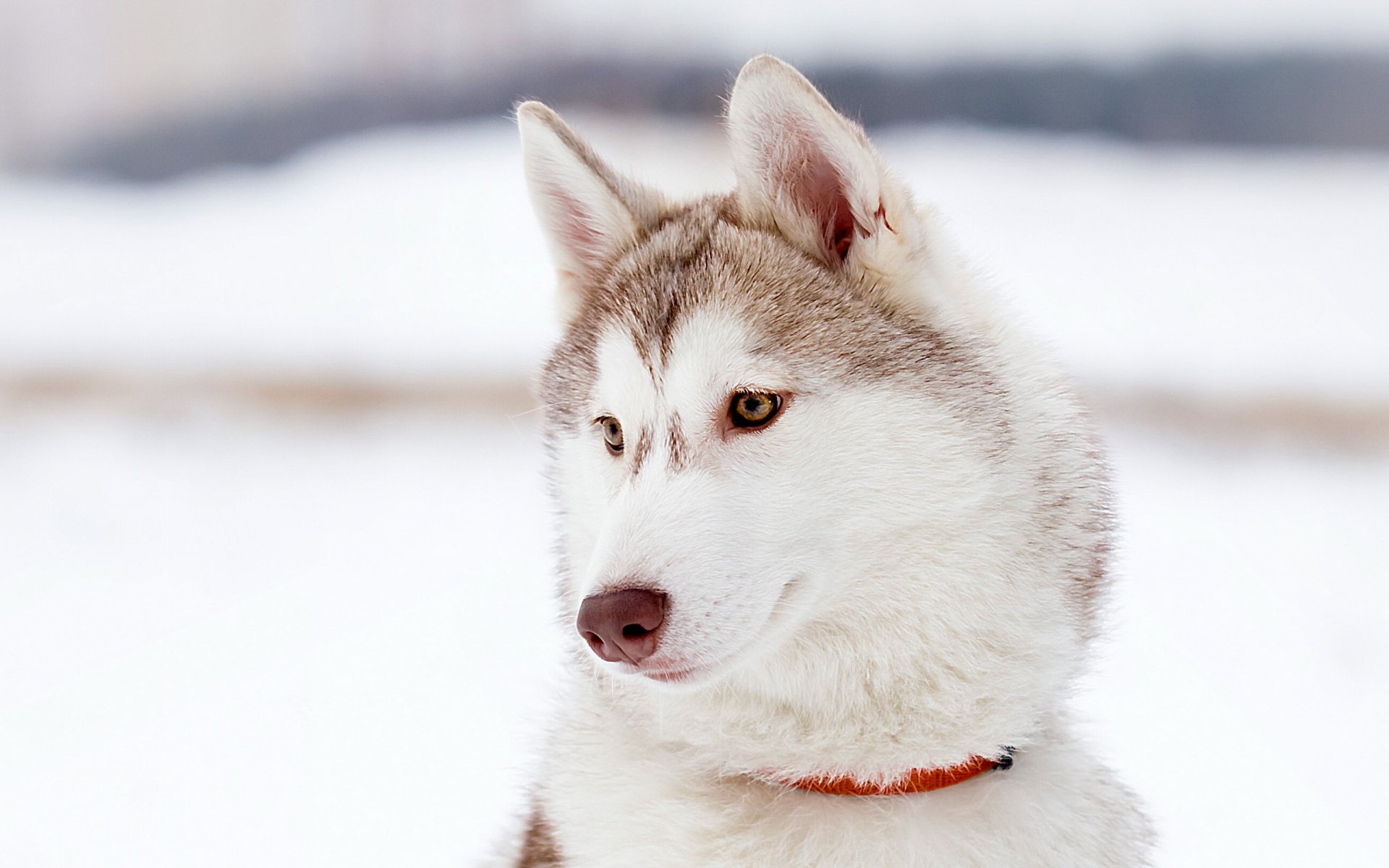 perro amigo mirada