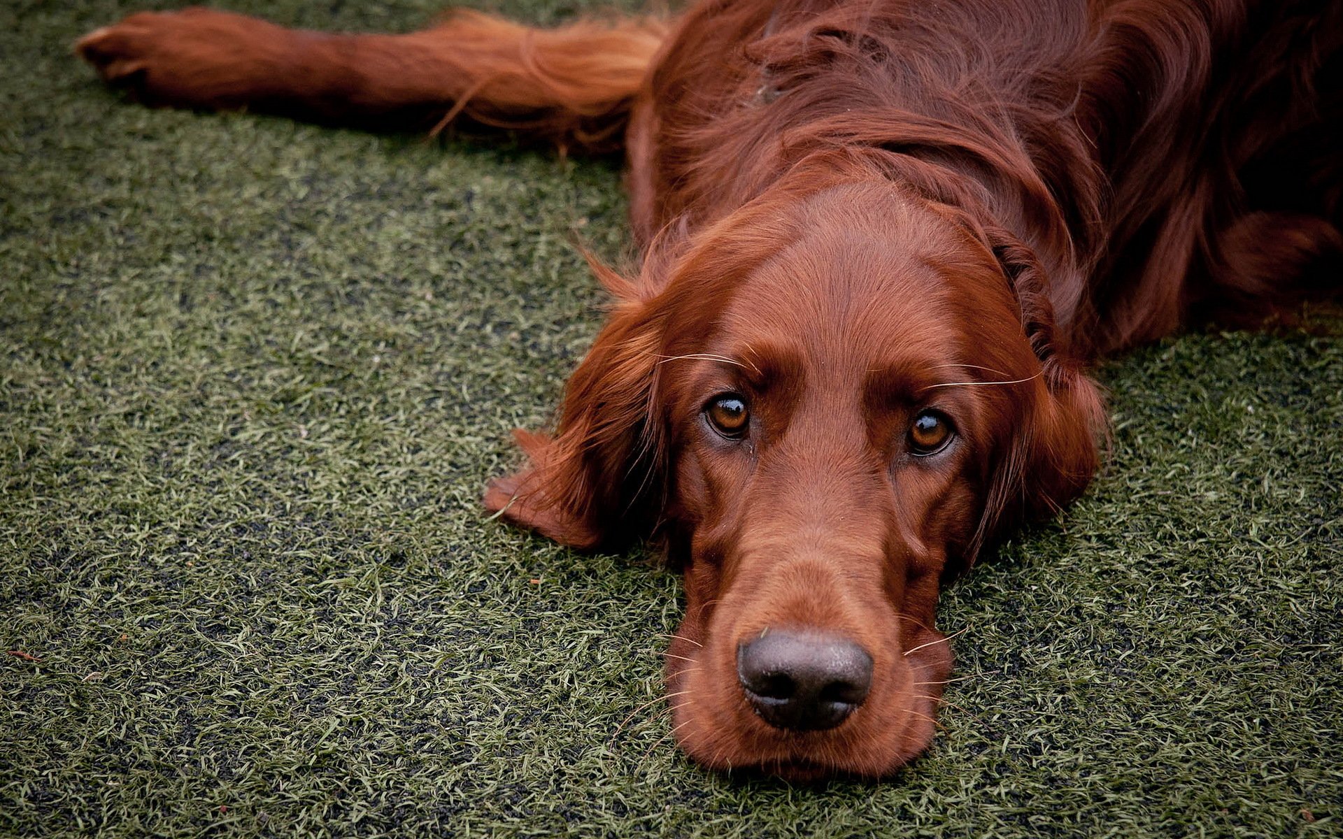 roter setter hund freund